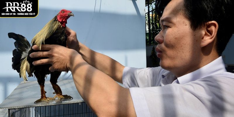 de-chon-ga-da-tot-can-co-du-hieu-biet