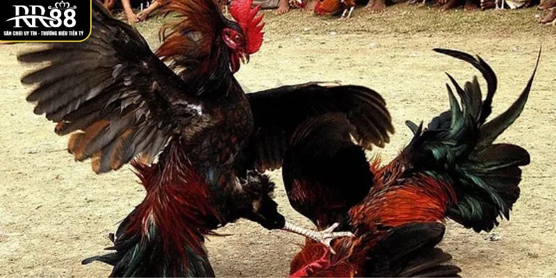 xem-truc-tiep-da-ga-don-c1-hom-nay-voi-nhieu-tran-dau-hap-dan-